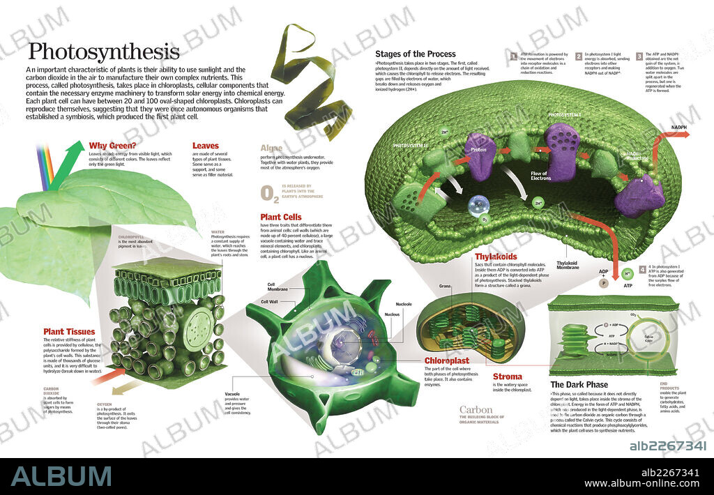 Photosynthesis. Infographic of the process of photosynthesis in the internal parts of the leaf.