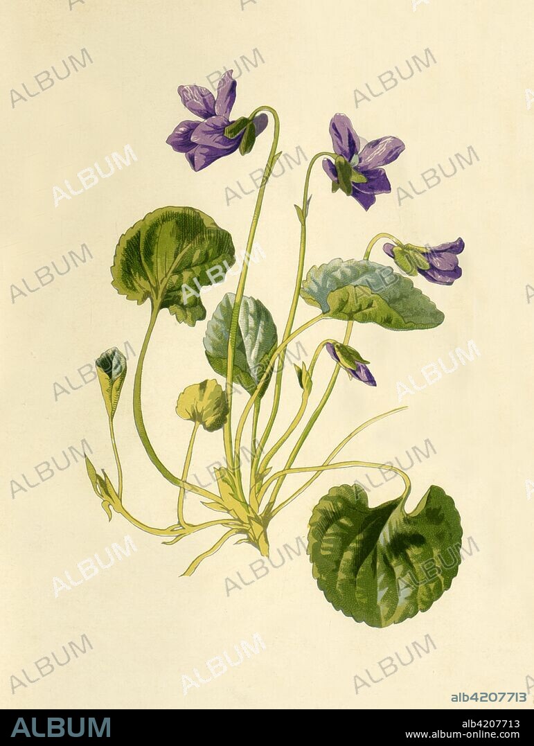 'Sweet Violet', 1877. Sweet Violet, (Viola odorata) - a hardy herbaceous, scented flowering perennial, used in herbal medicine. From "Familiar Wild Flowers", figured and described by F. Edward Hulme, F.L.S., F.S.A. [Cassell & Company, Limited; London, Paris & New York, 1877].