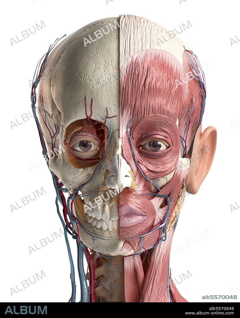 Human head anatomy of skull, facial muscles, veins and arteries. 3D illustration on white background.