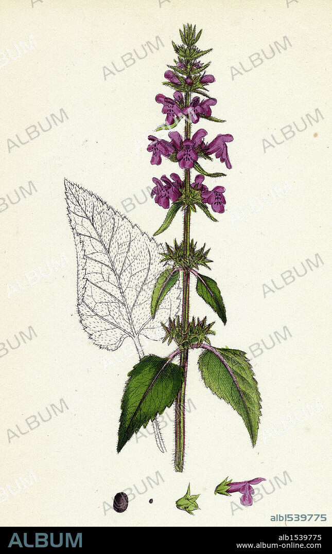 Stachys sylvatica; Hedge Woundwort.