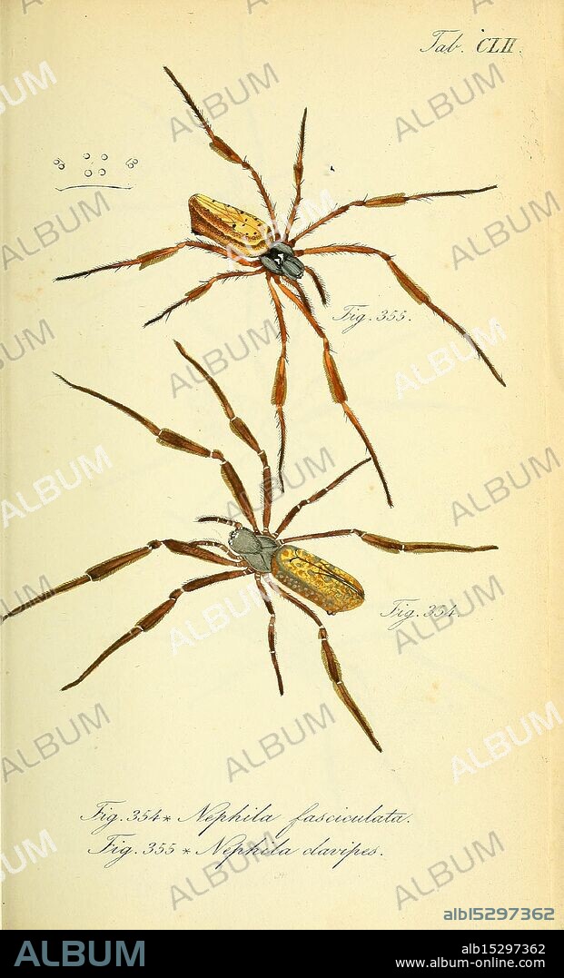 Die Arachniden, Nürnberg, In der C. H. Zeh'schen Buchhandlung, 1831-1848, arachnida, arthropoda, arthropod, nephila clavipes, taxonomy: trinomial = nephila clavipes fasciculata, nephila fasciculata, golden silk orb weaver, spiders, arachnology, histsciart, hsa, The illustration showcases two species of spiders from the genus Nephila, noted for their distinctive features and intricate body structures. The top spider, labeled as Fig. 335, displays a slender body with elongated legs and a striking coloration, characterized by a mix of shades suggesting adaptability to its environment. The bottom spider, labeled as Fig. 334, presents a broader form, emphasizing its robust physique which may aid in its predatory lifestyle. Both spiders feature detailed markings on their abdomens and legs, highlighting the diversity within the Nephila genus. The scientific nomenclature is included for reference, alongside the figure numbers for identification purposes.