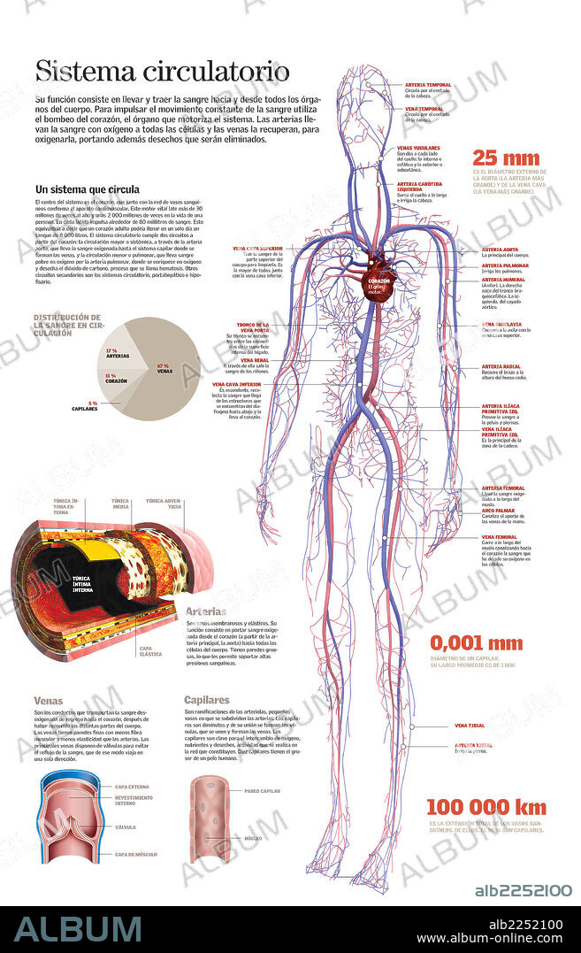 SISTEMA CIRCULATORIO. Infografía del sistema circulatorio del cuerpo humano, de la composición de las arterias, venas y vasos capilares.