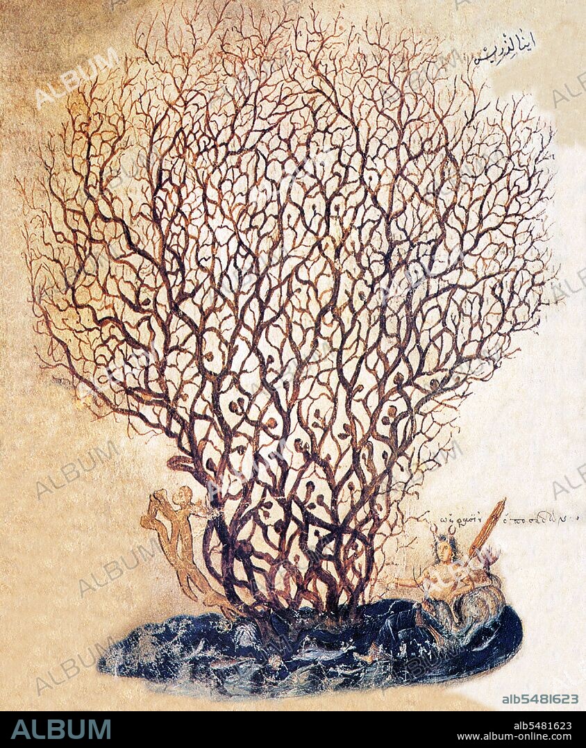 Miniature of a coral from the Carmen de viribus herbarum, a didactic poem on medicinal plants in the Vienna Dioscorides - in ancient times corals were considered to be plants. The Vienna Dioscurides or Vienna Dioscorides is an early 6th century illuminated manuscript of De Materia Medica by Dioscorides in Greek. It is an important and rare example of a late antique scientific text. The 491 vellum folios measure 37 by 30 cm and contain more than 400 pictures of animals and plants, most done in a naturalistic style. In addition to the text by Dioscorides, the manuscript has appended to it the Carmen de herbis attributed to Rufus, a paraphrase of an ornithological treatise by a certain Dionysius, usually identified with Dionysius of Philadelphia, and a paraphrase of Nicander's treatise on the treatment of snake bites. The manuscript was created in about 515 and was made for the Byzantine princess Juliana Anicia, the daughter of Emperor Anicius Olybrius. Although it was originally created as a luxury copy, there is some indication that in later centuries it was used daily as a hospital textbook. It includes some annotations in Arabic. The manuscript was discovered in Istanbul in the 1560s by the Flemish diplomat Ogier Ghiselin de Busbecq who was in the employ of Emperor Ferdinand I. The Emperor bought the manuscript and it is now held in the Österreichische Nationalbibliothek in Vienna. The manuscript was inscribed on UNESCO's Memory of the World Programme Register in 1997 in recognition of its historical significance.