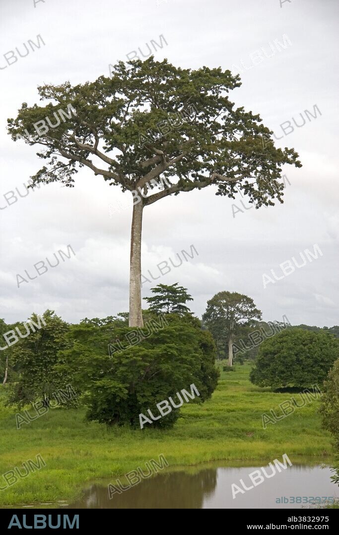 A ceiba tree in the Amazon jungle near Manaus, Brazil. (Ceiba pentandra).