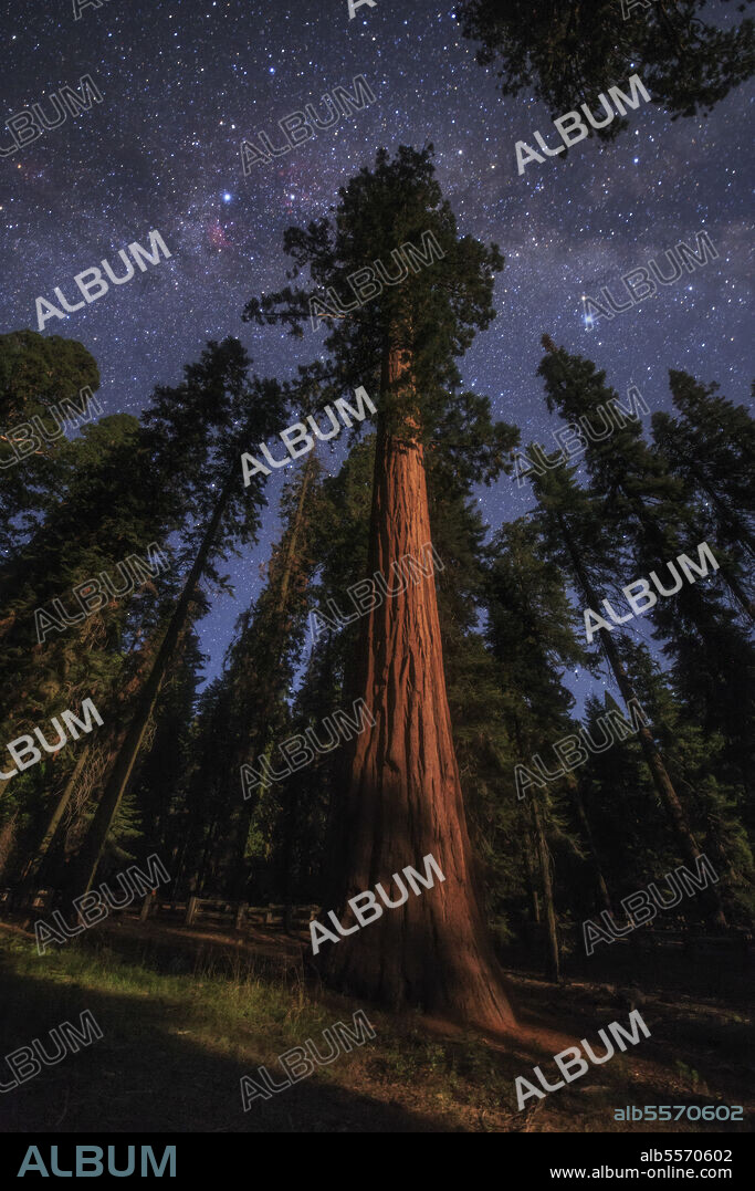 Illumination of moonlight and the Milky Way in a forest at Sequoia National Park, California. Looking up to the sky, the constellation Cygnus, the Swan, with the bright star Deneb is in the zenith along the plane of the galaxy, to its right is Altair in Aquila.