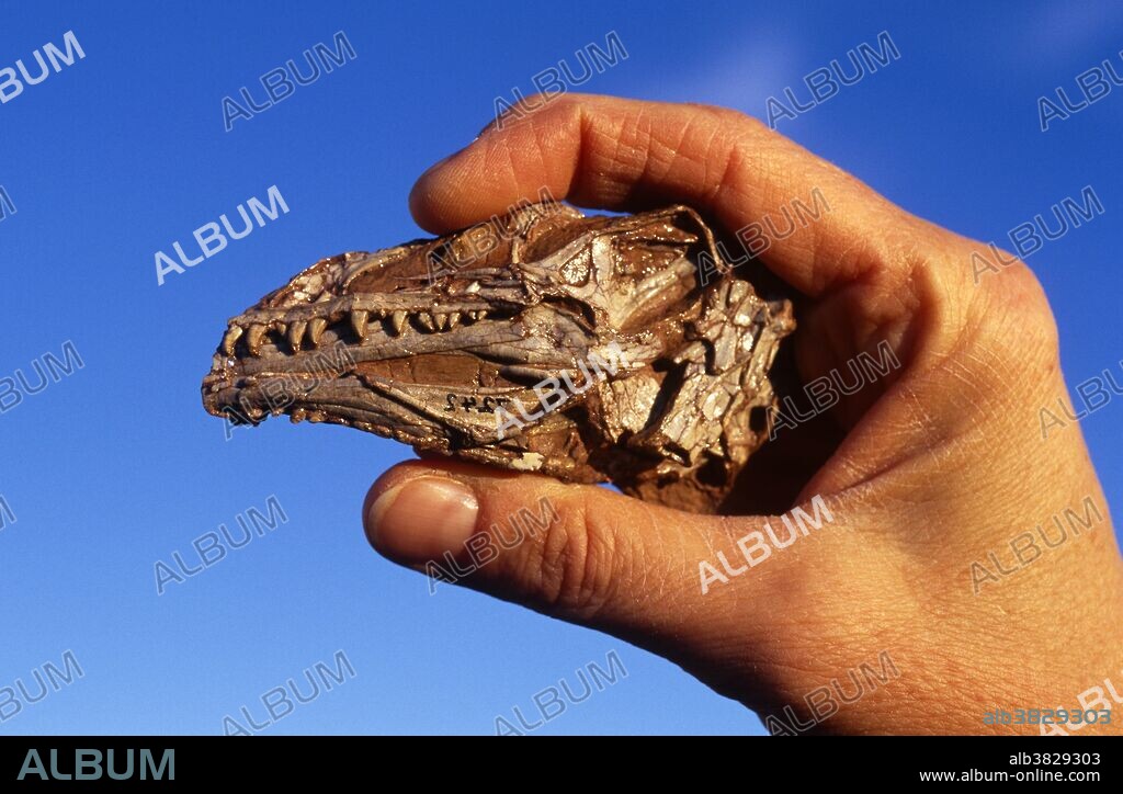 Coelophysis bauri skull, a small dinosaur skull, collected from the Triassic Chinle Formation at Ghost Ranch, New Mexico.