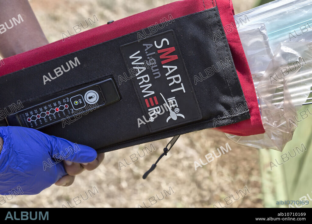 Editorial use only . Latex gloved hands of veterinary student holding Smart A.I. gun WARMER, warming sleeve, Embryo transfer for Black Angus Beef Cattle. Used to maintain AI/ET guns at the optimum temperature when loaded with temperature sensitive semen, IVF embryos, or when transporting conventional fresh or frozen/thawed embryos in cold winter conditions.