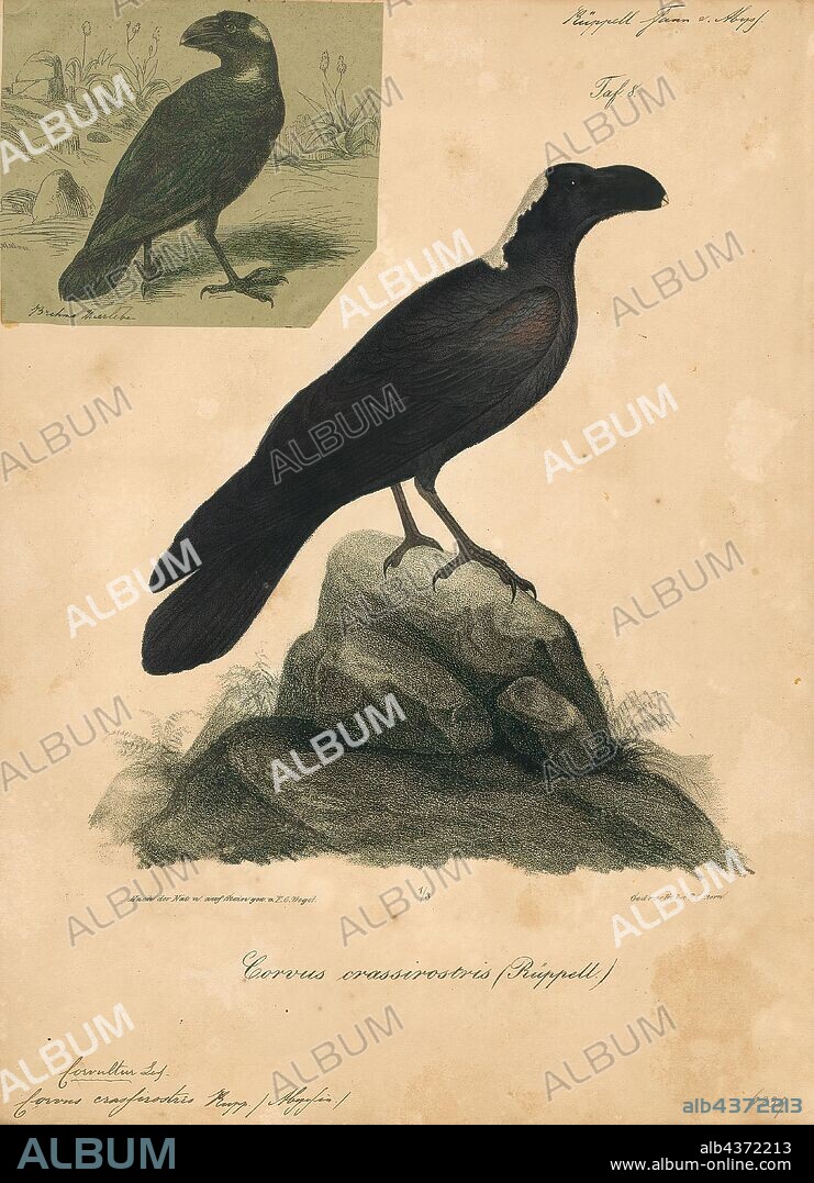 Corvus crassirostris, Print, The thick-billed raven (Corvus crassirostris), a corvid from the Horn of Africa, shares with the common raven the distinction of being the largest bird in the corvid family, and indeed the largest of the most diverse bird order with well over 5, 000 identified species, the passerines. The thick-billed raven average 64 cm (25 in) in length, with a range of 60 to 70 cm (24 to 28 in) and weighs approximately 1.15 kg (2.5 lb) in females and 1.5 kg (3.3 lb) in males on average. Its size is about the same as the largest races of common raven (i.e. those from the Himalayas and Greenland/Canadian Northwest Atlantic) but some common raven subspecies are rather smaller and, going on average weights, the thick-billed raven is likely the heaviest extant passerine. The thick-billed raven is about 25% heavier on average than the Australasian superb lyrebird, which is sometimes erroneously titled the largest passerine., 1835.