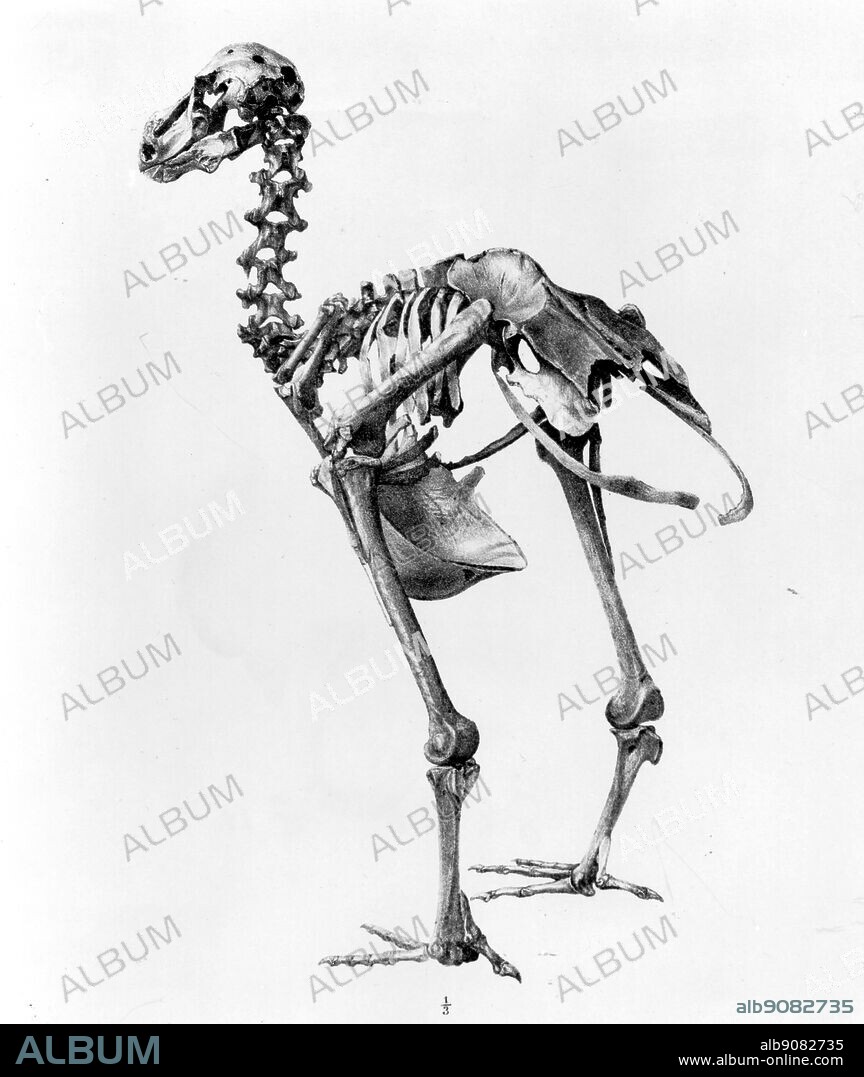 Rear (left) and side (right) views of a Dodo skeleton. Lithographs by James (Erxleben in the Transactions of the Zoological Society of London, Vol. 7. (1871).