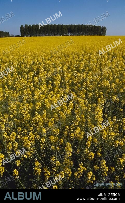 Gâtinais (Landschaft im Pariser Becken, Frankreich; begrenzt von Essonne, Loire, Yonne und Seine).-Blühendes Rapsfeld im Gâtinais im Département Essonne.-Foto, undatiert.