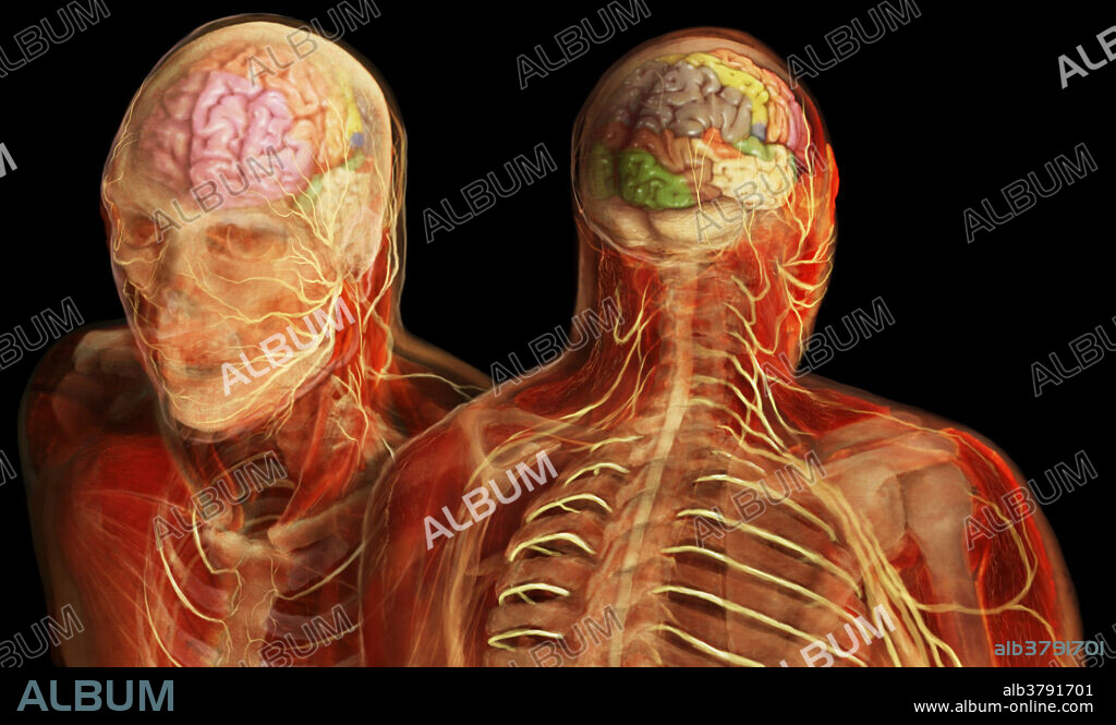 Cerebral cortex of an adult human brain, revealing the characteristic grooves of sulci and ridges of gyri. The cerebral cortex, the organization center of all conscious behavior, enables perception, communication, memory, understanding, appreciation and initiation of voluntary movements.