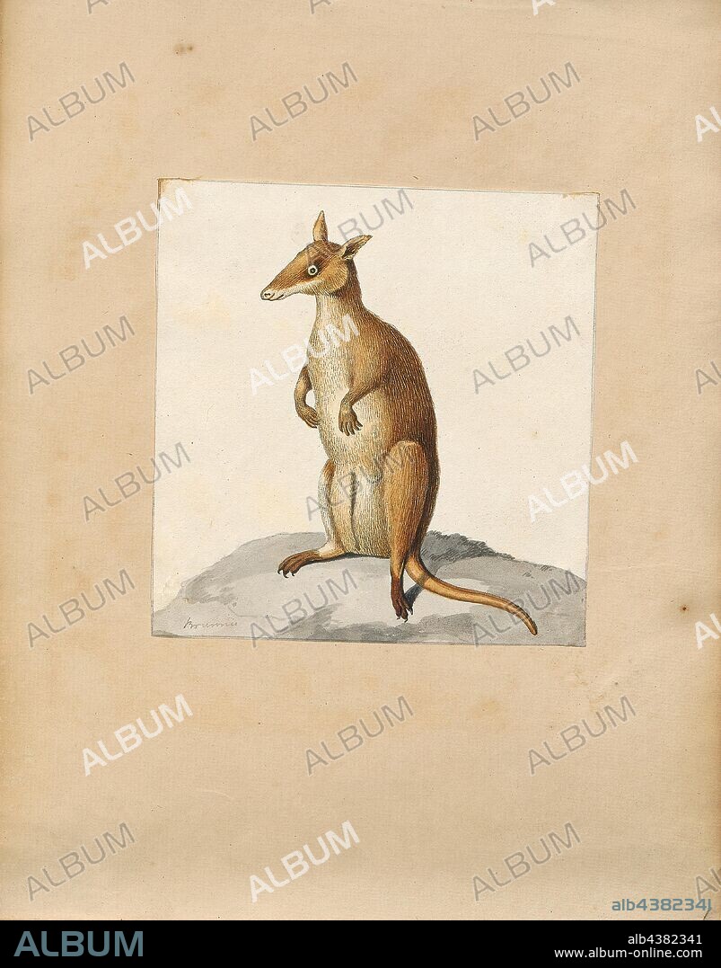 Macropus giganteus, Print, The eastern grey kangaroo (Macropus giganteus) is a marsupial found in southern and eastern Australia, with a population of several million. It is also known as the great grey kangaroo and the forester kangaroo. Although a big eastern grey male typically masses around 66 kg (weight 145 lb.) and stands almost 2 m (6.6 ft.) tall, the scientific name, Macropus giganteus (gigantic large-foot), is misleading: the red kangaroo of the semi-arid inland is larger, weighing up to 90 kg., 1700-1880.