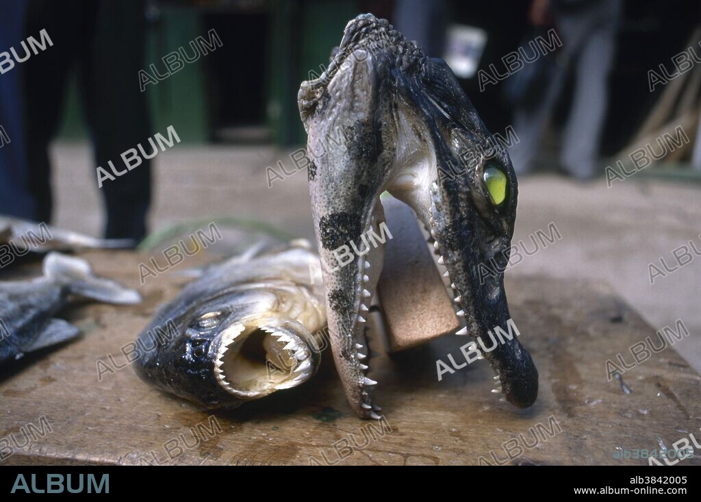 Dried Piranha and Caiman