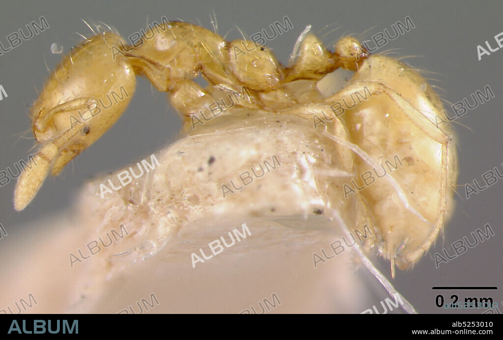 Kartabo, Cuyuni-Mazaruni, Guyana, Solenopsis (Diplorhoptrum) helena hermione Wheeler, 1921, Animalia, Arthropoda, Insecta, Hymenoptera, Formicidae, Myrmicinae.