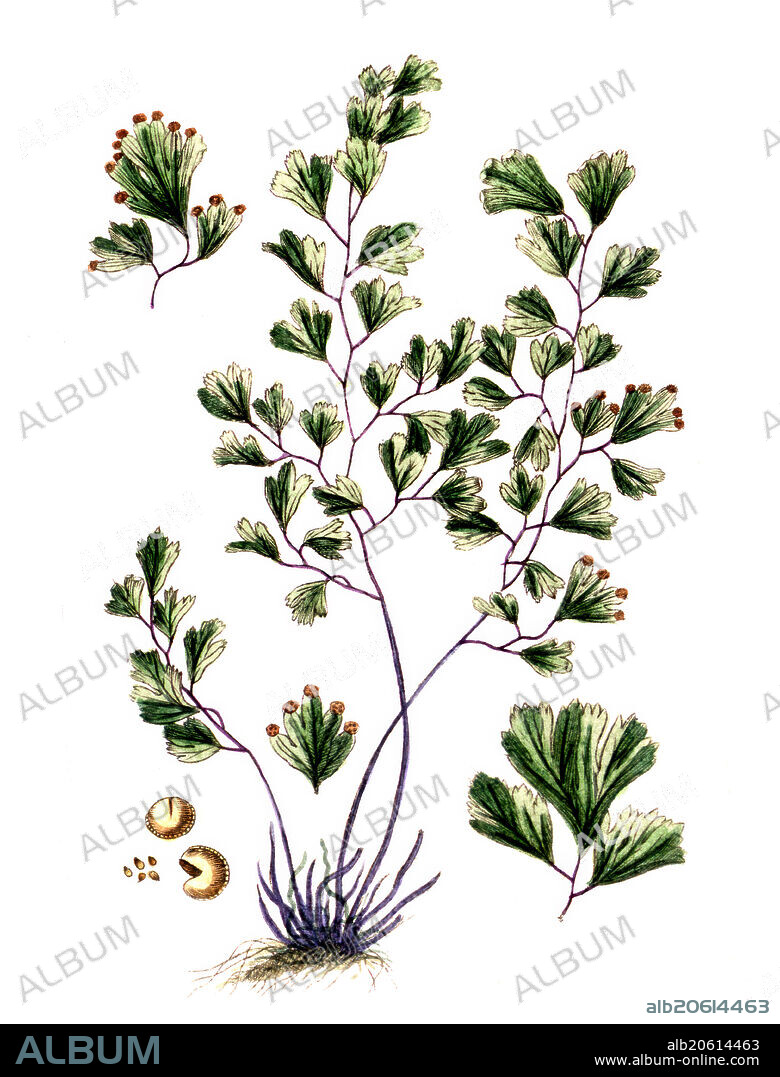 Adianthus capill veneris, digital reproduction of a historical model, between 1790 and 1810, (Botanica Pharmaceutica by Andreas Friedrich Happe).