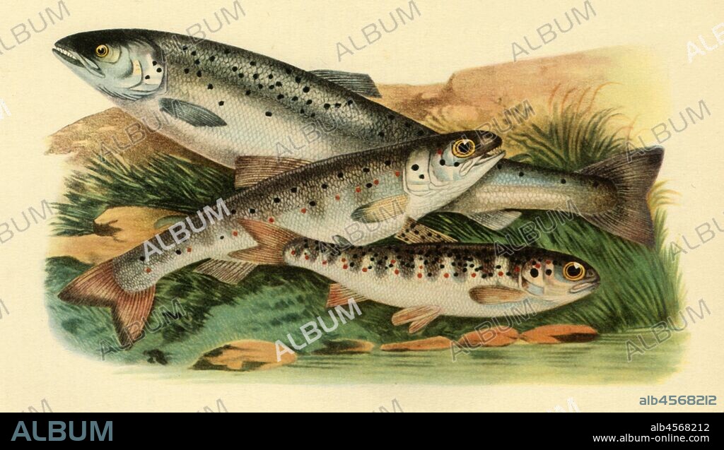 Atlantic salmon - Grilse, Smolt and Parr, 1887, (1946). At different points in their maturation and life cycle, Atlantic salmon are known as parr, smolt, grilse, grilt, kelt, slink, and spring salmon. It was not until the early 19th century that it was proven that the adult Atlantic salmon was the same species as the striped parr found in the rivers. When the young parr begin to migrate to the sea, they gradually become more elongated and the body becomes more silvery in colour. They then undergo a physiological pre-adaptation to life in seawater and become smolts. A grilse is an Atlantic salmon which has spent only one winter at sea before returning to the river. Illustration from "British and Irish Salmonidae" by Francis Day. Published in "British Anglers' Natural History', by E. G. Boulenger. [Collins, London, 1946].