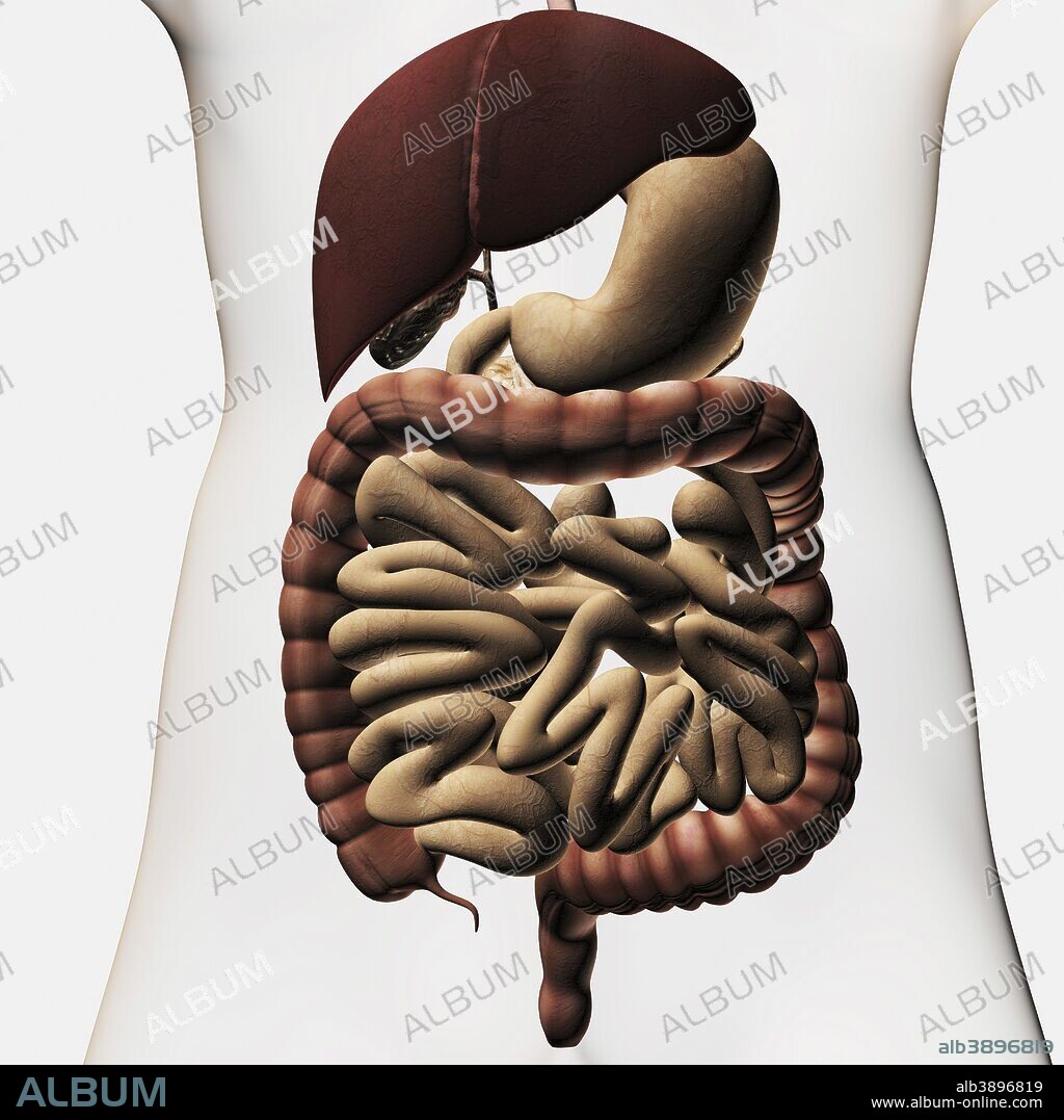 Medical illustration showing the human digestive system: liver, stomach, large intestine, small intestine.
