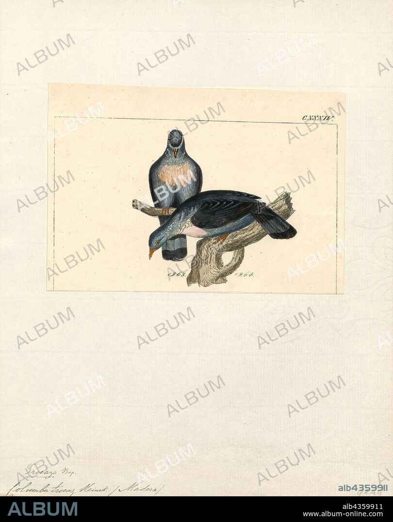 Columba trocaz, Print, The trocaz pigeon, Madeira laurel pigeon or long-toed pigeon (Columba trocaz) is a pigeon which is endemic to the island of Madeira. It is a mainly grey bird with a pinkish breast; its silvery neck patch and lack of white wing markings distinguish it from its close relative and probable ancestor, the common wood pigeon. Its call is a characteristic six-note cooing, weaker and lower-pitched than that of the wood pigeon. Despite its bulky, long-tailed appearance, this pigeon has a fast, direct flight., 1820-1860.