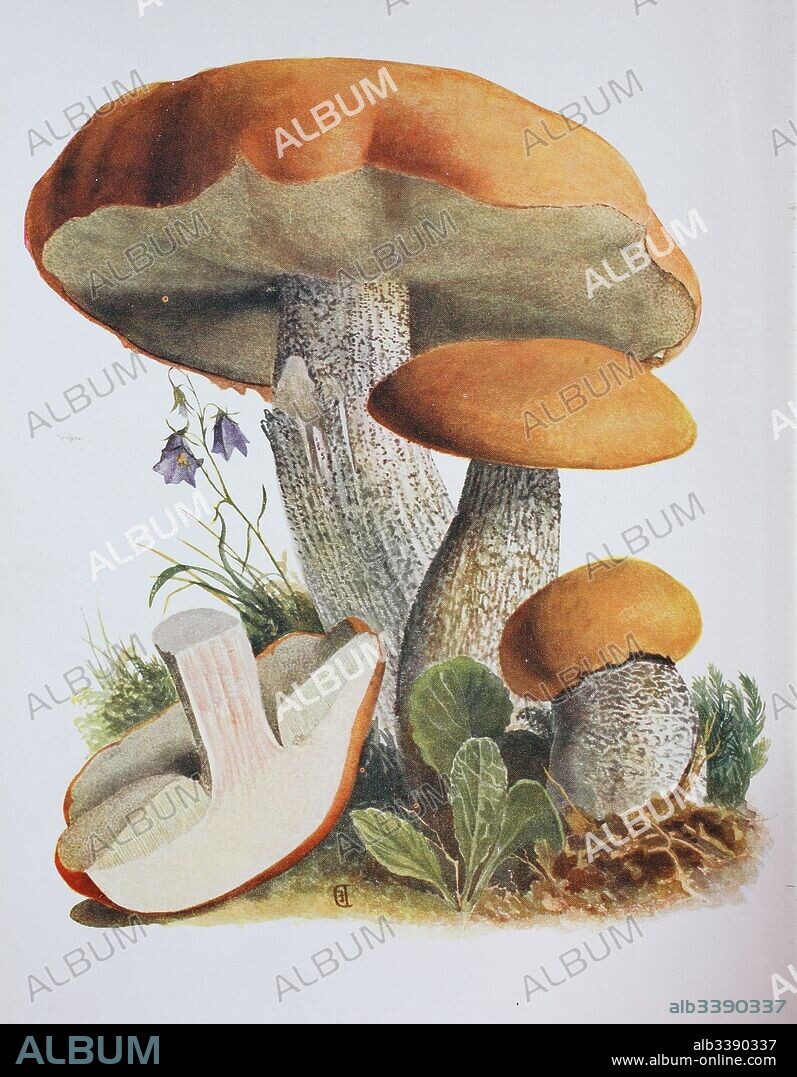 Leccinum albostipitatum is a species of bolete fungus in the family Boletaceae, Boletus rufus, Leccinum leucopodium, syn. L. albostipitatum, L. aurantiacum ss. auct. plur., L. rufum, digital reproduction of an ilustration of Emil Doerstling (1859-1940).