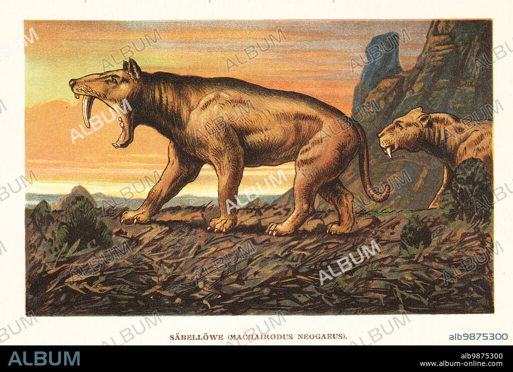 Smilodon pupulator, extinct saber-toothed tiger of the Pleistocene (Smilodon neogaeus). Sabellowe, Machairodus neogaeus. Colour printed illustration by F. John from Wilhelm Bolsches Tiere der Urwelt (Animals of the Prehistoric World), Reichardt Cocoa company, Hamburg, 1908.