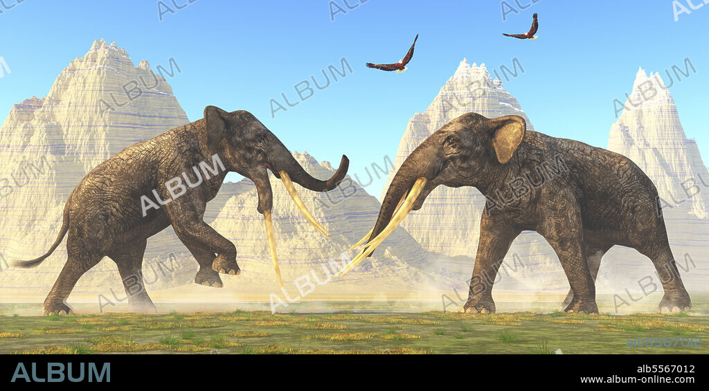 Two bull Stegotetrabelodon animals fight each other for mating rights in the herd during the Miocene Period.