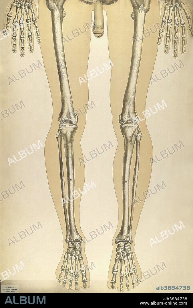 The human body with superimposed colored plates, by Julien Bougle, circa 1899.