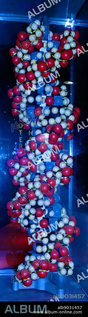 Model of the DNA Double Helix. 2017. In molecular biology, the term double helix refers to the structure formed by double-stranded molecules of nucleic acids such as DNA. The double helical structure of a nucleic acid complex arises as a consequence of its secondary structure, and is a fundamental component in determining its tertiary structure. The term entered popular culture with the publication in 1968 of The Double Helix: A Personal Account of the Discovery of the Structure of DNA, by James Watson.