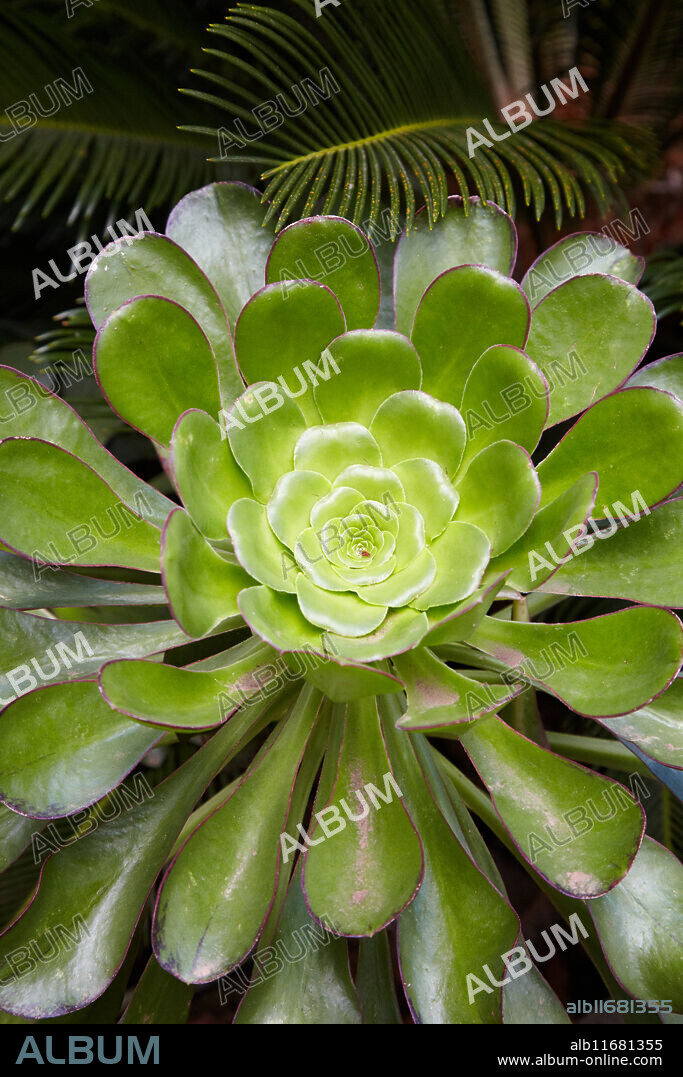Pastel de Risco, Aeonium Canariense, MHAT, Museo Historia y Antropologia de Tenerife, Casa Lercaro, San Cristobal de la Laguna, Tenerife, Canary Islands, Spain.