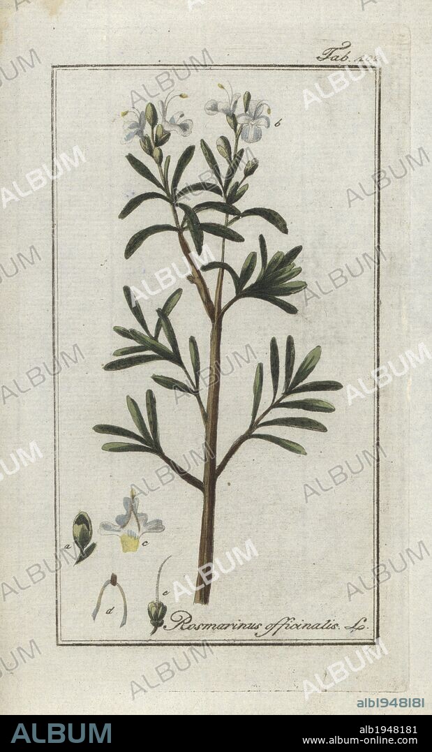 Rosemary, Rosmarinus officinalis. Handcoloured copperplate botanical engraving from Johannes Zorn's "Afbeelding der Artseny-Gewassen," Jan Christiaan Sepp, Amsterdam, 1796. Zorn first published his illustrated medical botany in Nurnberg in 1780 with 500 plates, and a Dutch edition published by J.C. Sepp with an additional 100 plates followed in 1796. Zorn (1739-1799) was a German pharmacist and botanist who collected medical plants from all over Europe for his "Icones plantarum medicinalium" for apothecaries and doctors.
