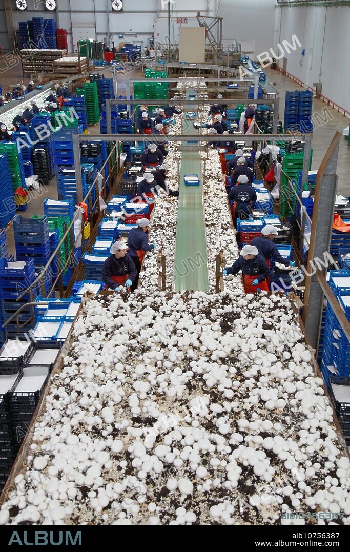 Mushrooms collection, Buttom mushroom, Agaricus bisporus, Agri-Food, Ayecue Fresh, Grupo Riberebro, Autol, La Rioja, Spain.