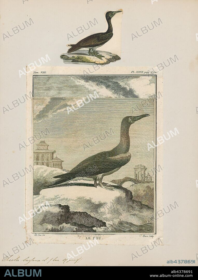 Sula bassana, Print, The northern gannet (Morus bassanus) is a seabird, the largest species of the gannet family, Sulidae. It is native to the coasts of the Atlantic Ocean, breeding in Western Europe and North America. The sexes are similar in appearance. The adult northern gannet has a mainly white streamlined body with a long neck, long and slender wings. It is 87–100 cm (34–39 in) long with a 170–180 cm (67–71 in) wingspan. The head and nape have a buff tinge that is more prominent in breeding season, and the wings are edged with dark brown-black feathers. The long pointed bill is blue-grey, contrasting with black bare skin around the mouth and eyes. Juveniles are mostly grey-brown, becoming increasingly white in the five years it takes them to reach maturity., 1700-1880.