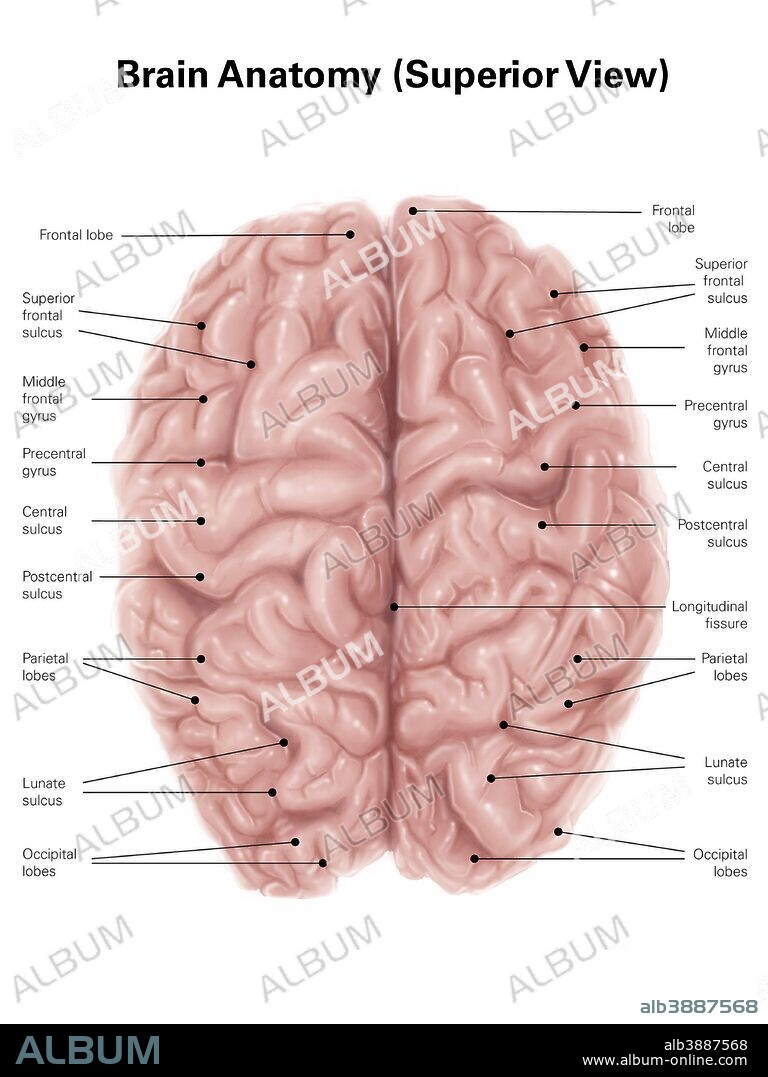 Human brain anatomy, superior view.