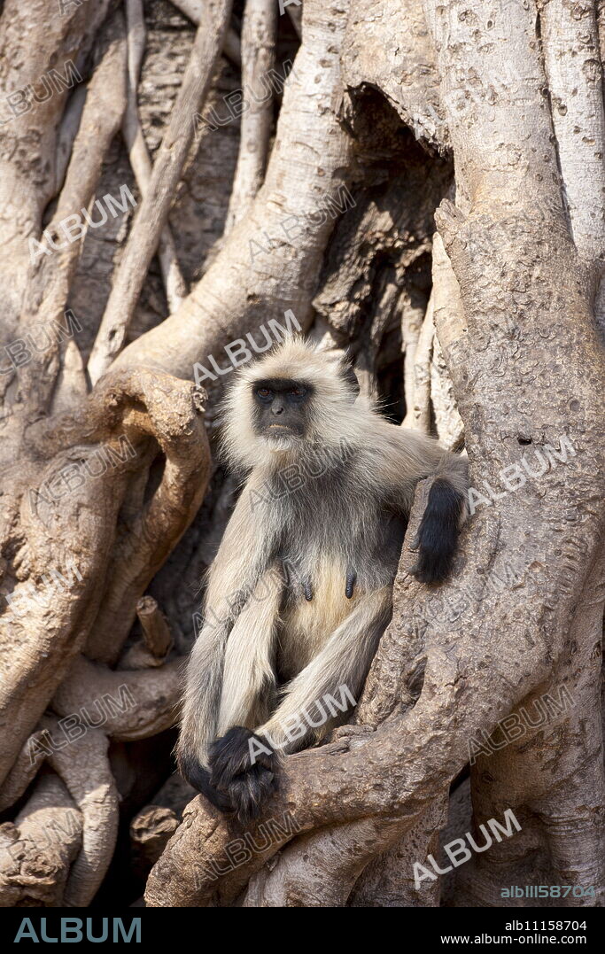 Indian Langur female monkey, Presbytis entellus, in Banyan Tree in Ranthambhore National Park, Rajasthan, Northern India.