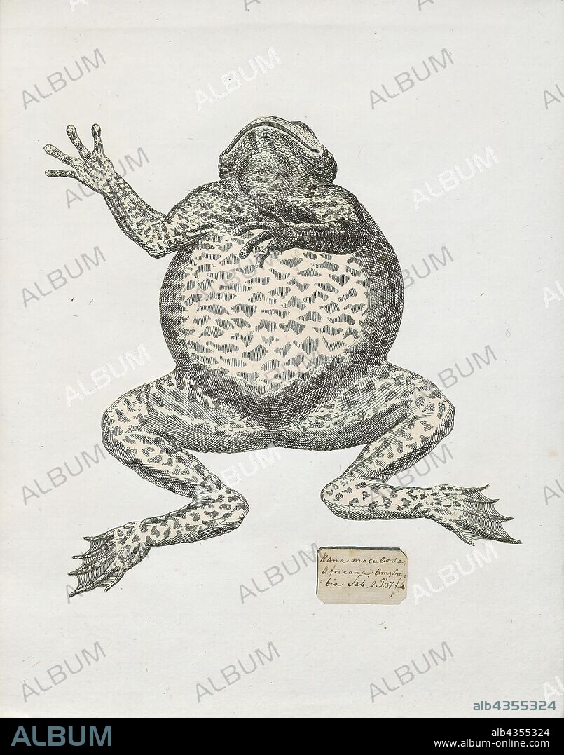 Rana maculosa, Print, Nanorana arnoldi (common name: Arnold's paa frog) is a species of frog in the Dicroglossidae family. It is found in southwestern China (Tibet, Yunnan), northern Myanmar, eastern Nepal, and adjacent northeastern India. Its natural habitats are subtropical or tropical moist montane forests, rivers, and freshwater springs., 1700-1880.