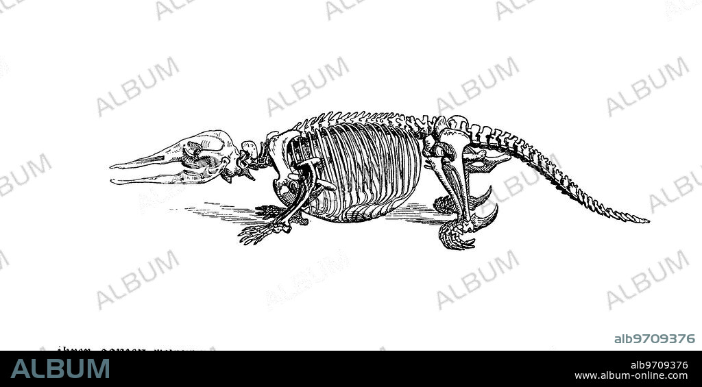 Skeleton of the platypus, Ornithorhynchus anatinus, historic, digitally restored reproduction from an 18th century original,.