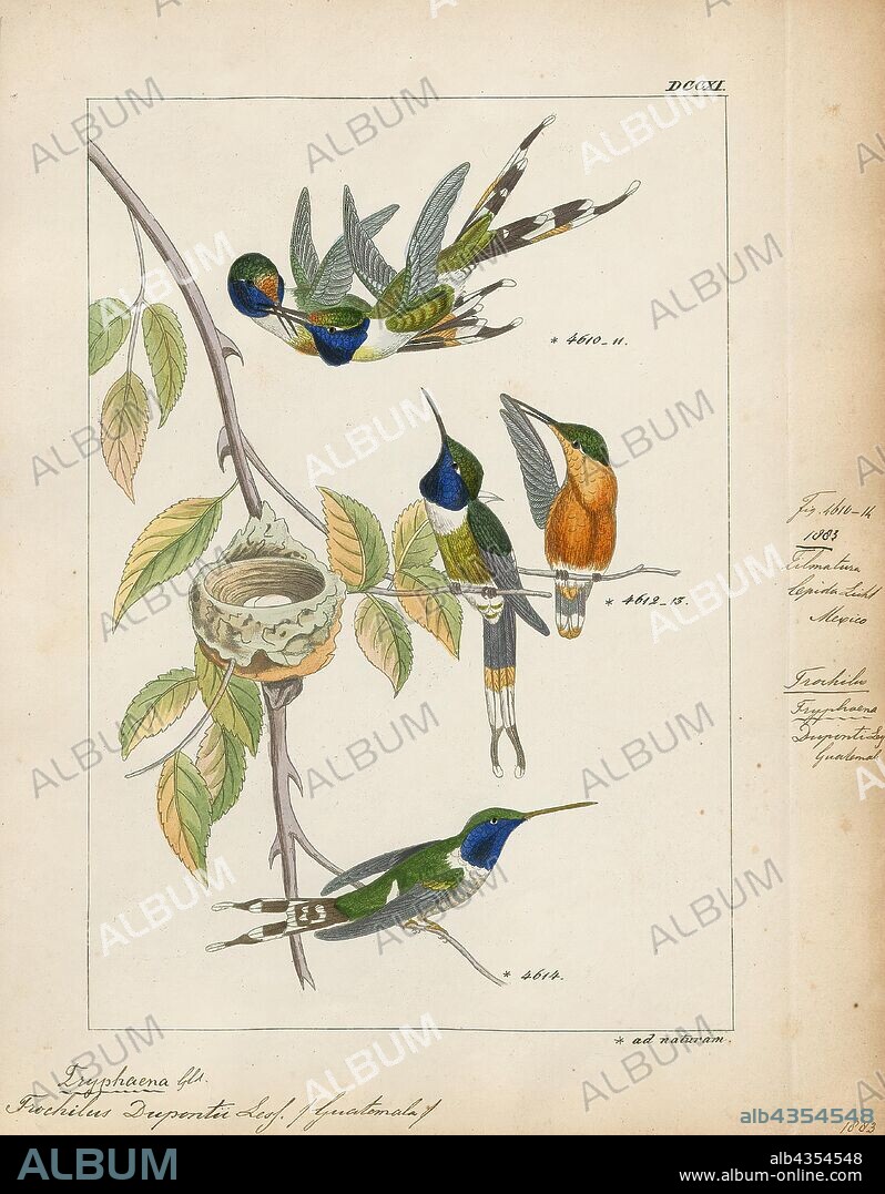 Trochilus duponti, Print, Streamertail, The streamertails are hummingbirds in the genus Trochilus that is endemic to Jamaica. It is the type genus of the Trochilidae family. Today most authorities consider the two taxa in this genus as separate species, but some (e.g. AOU) continue to treat them as conspecific, in which case scitulus is a subspecies of T. polytmus. A wide range of common names apply to this combined species, including green-and-black streamertail, Jamaican streamertail or simply streamertail. The name streamertail is a reference to the greatly elongated rectrices of the males., 1820-1860.