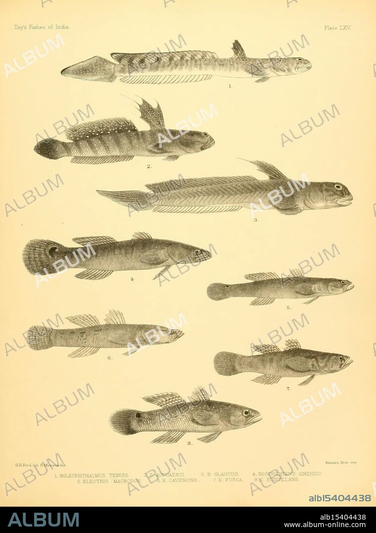 The, fishes, of, India, 1875-1878, India, Burma, Indian Ocean, Sri Lanka, fishes, marine fishes, Bengal Bay of, This illustration features a detailed representation of various fish species from India, showcasing their distinctive shapes and anatomical features. Each specimen is numbered and labeled for identification, highlighting different characteristics such as fin structure and body morphology. The arrangement emphasizes the diversity of aquatic life found in the region, offering a scientific reference for ichthyologists and enthusiasts. The composition reflects an interest in natural history and the study of biodiversity in freshwater ecosystems.