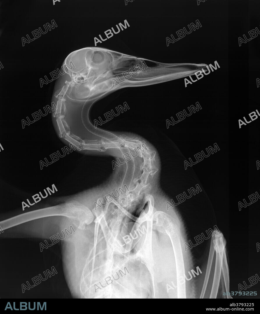 X-ray of a mallard duck (Anas platyrhynchos) head.