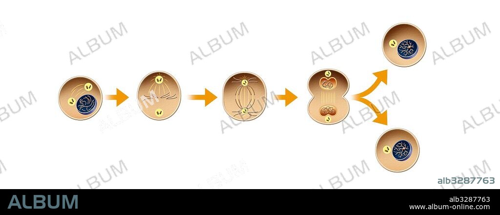 División celular – mitosis.