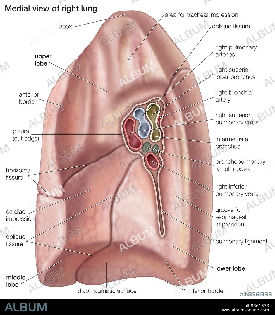 Medial view of the right lung.