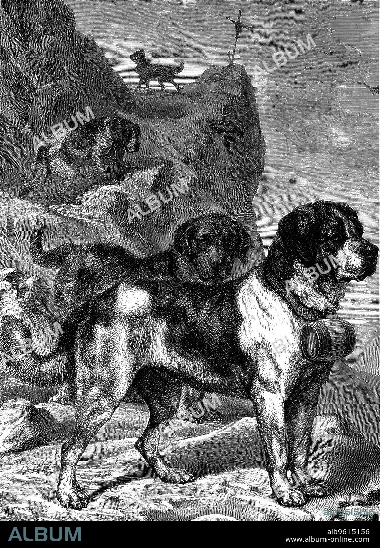 St Bernard mountain rescue dogs with flasks of brandy on their collars, c1880. The dogs were named for St Bernard of Menthon (923-1008) who built two mountain rest houses (hospices) in the Alps.