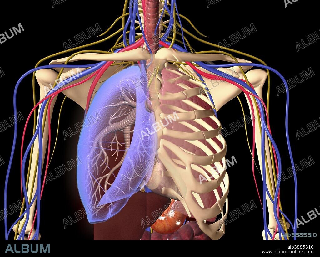Human skeleton showing a transparent lung with surrounding rib cage and nervous system.