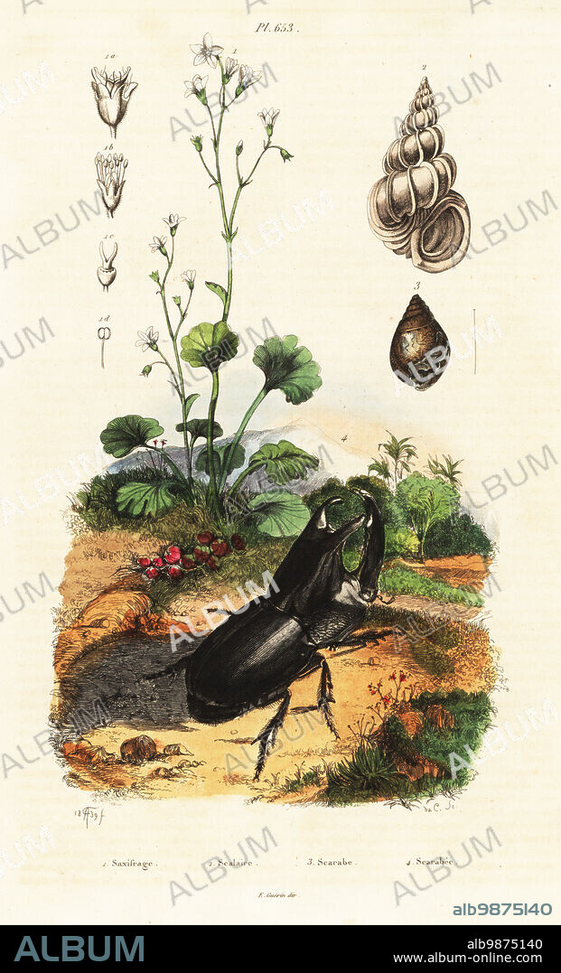 Meadow saxifrage, Saxifraga granulata 1, Epitonium scalare (Scalaria pretiosa) 2, snail, Pythia scarabaeus (Scarabus imbium) 3, rhinoceros beetle, Enema pan (Scarabeus chorinaeus) 4. Saxifrage, Scalaire, Scarabe, Scarabee. Handcoloured steel engraving by du Casse after an illustration by Adolph Fries from Felix-Edouard Guerin-Meneville's Dictionnaire Pittoresque d'Histoire Naturelle (Picturesque Dictionary of Natural History), Paris, 1834-39. .