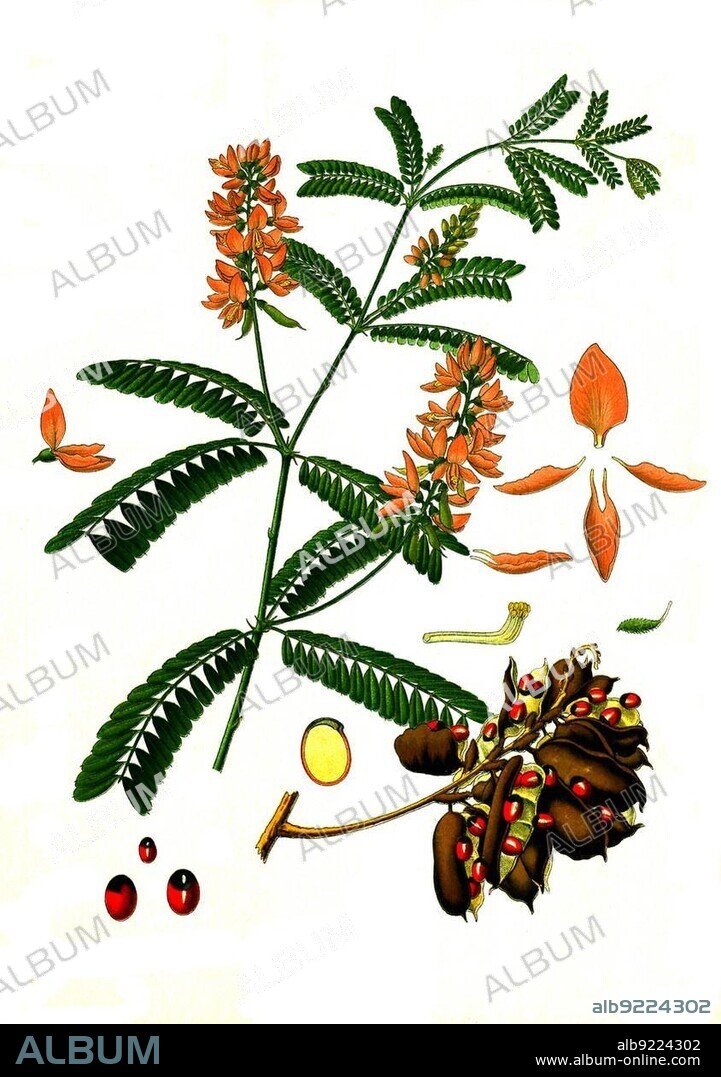 Medicinal plant, jequirity, also called paternoster bean or crab's eye (Abrus precatorius) vine, is a poisonous plant of the legume family, Historic, digitally restored reproduction from a 19th century original.