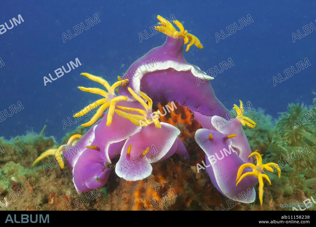 A gathering of robe hem hypselodoris nudibranchs (Hypselodoris apolegma), Komodo, Indonesia, Southeast Asia, Asia.