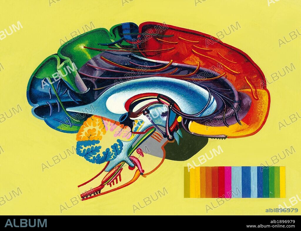 EL CEREBRO. DIBUJO DE LA CARA INTERNA DEL HEMISFERIO DERECHO: Relación entre las áreas de la CORTEZA CEREBRAL y las conexiones de las FIBRAS NERVIOSAS SENSORIALES.