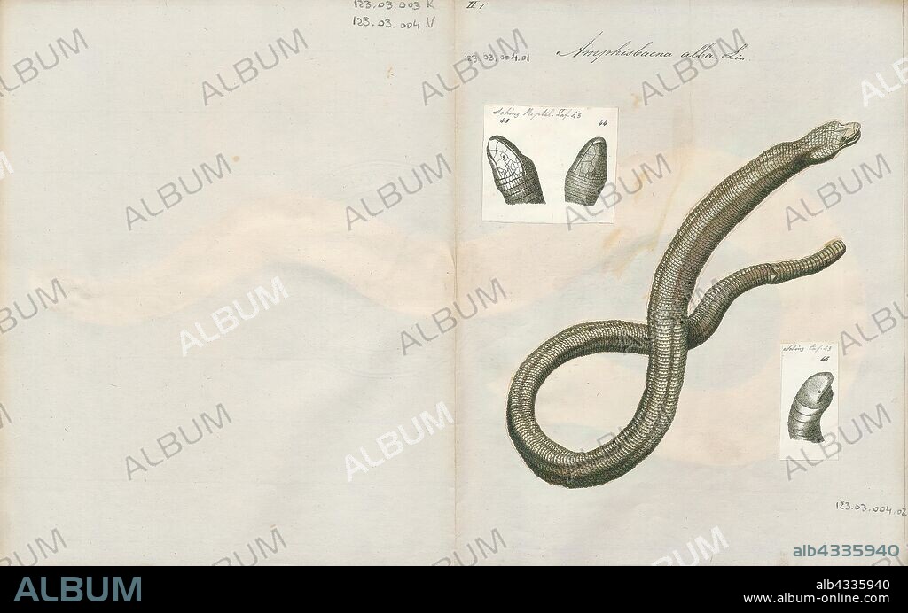 Amphisbaena alba, Print, Amphisbaena alba, also known as the red worm lizard or less commonly as the white or white-bellied worm lizard, is a species of amphisbaenian in the reptilian order Squamata. Despite the large geographic range that this species covers, little is known about its ecology due to its secretive habits. A. alba has a diverse diet ranging from plant material to small vertebrates. Numerically, beetles, ants, and spiders compose the majority of their diet; however, ants, insect larvae, and beetles are ingested to satisfy a larger volume., 1700-1880.