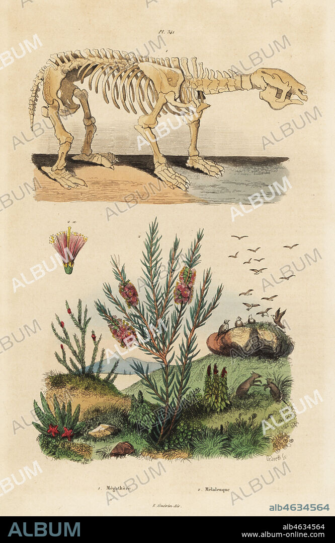 Fossil skeleton of an extinct giant ground sloth, Megatherium americanum, and tea tree or honey myrtle bush, Melaleuca species. Handcoloured steel engraving by Pedretti after an illustration by Adolph Fries from Felix-Edouard Guerin-Meneville's Dictionnaire Pittoresque d'Histoire Naturelle (Picturesque Dictionary of Natural History), Paris, 1834-39.