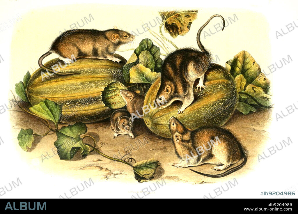 Wanderratte, Rattus norvegicus, digital restaurierte Reproduktion einer Originalvorlage aus dem 19. Jahrhundert, genaues Originaldatum nicht bekannt / brown rat, Rattus norvegicus, also known as the common rat, street rat, sewer rat, wharf rat, Hanover rat, Norway rat, historical, digital improved reproduction of an original from the 19th century.