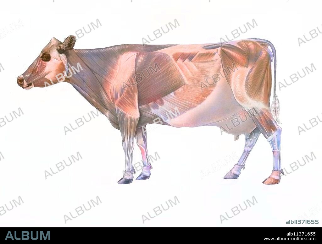 Cow anatomy with its muscular system.